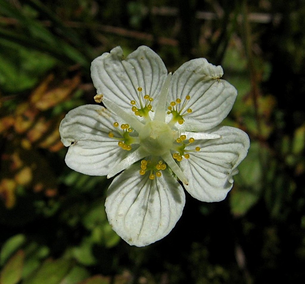 Parnassia palustris
